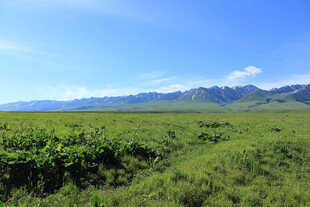 广袤绿野与远处山峦美景