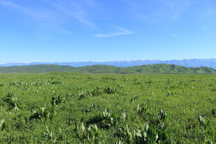 广袤绿野 天际山峦