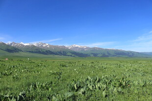草原风光与远处雪山美景