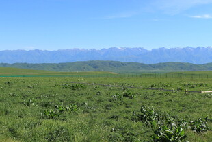 广袤绿野与远山美景
