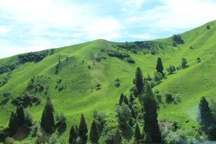 翠绿山峦与葱郁树木景观