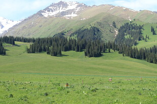 高山下的翠绿草原风光