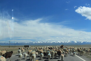 公路上的羊群与雪山美景