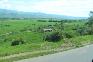 乡村公路旁的翠绿田野