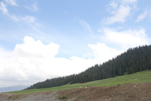 山间公路旁的葱郁树林