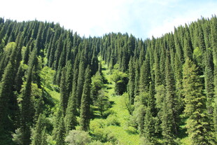 山林葱郁的自然美景