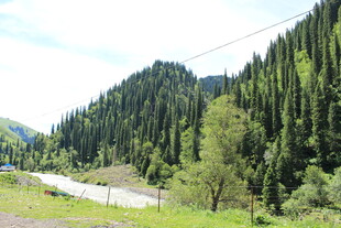 山间葱郁树林与蜿蜒小路