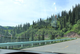 公路边的茂密山林景观