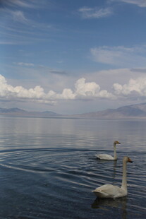 湖面上悠游的天鹅