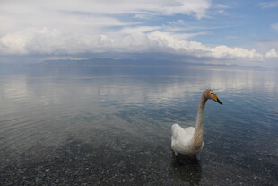 孤天鹅于平静湖面