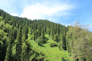 青山翠谷间的葱郁森林