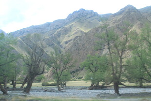 山间枯树与河流景观