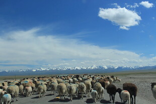 草原羊群放牧景象