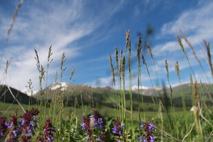 草原花海与远山蓝天美景