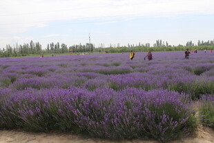 紫色薰衣草田中的漫步身影