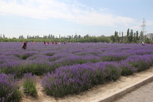紫色薰衣草花田美景