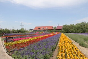 多彩花田与红顶建筑风光