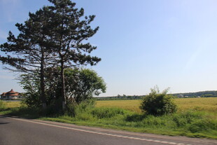 乡村公路旁的绿树与田野