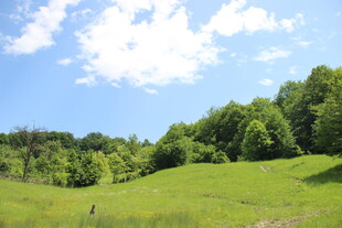 翠绿山坡上的清新自然景