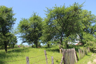 乡村绿野间的树木与木栅栏