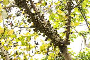 繁茂枝叶间的多彩果实