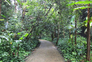 林间幽静小径 绿意盎然