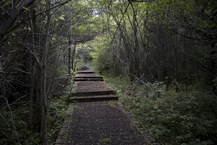 林间幽径 漫步自然之境