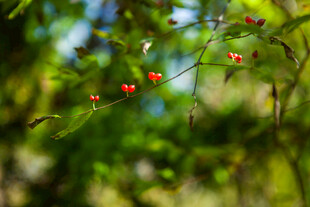 枝头红果与绿叶
