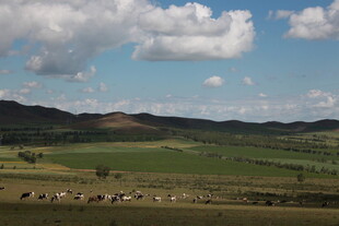 草原风光 蓝天白云下的美景