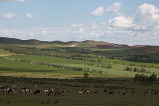 草原风光 牛马悠然