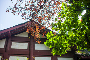 中式屋檐旁的繁茂绿树