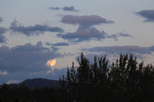 夜幕下的月亮与树梢