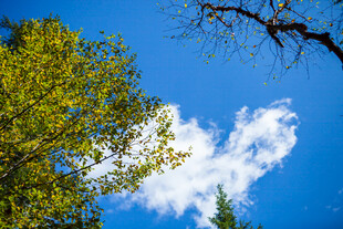 蓝天绿树间的白云美景