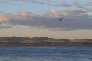 海边黄昏飞鸟与远山景色