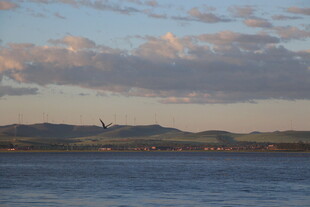 海边黄昏景色 飞鸟掠过