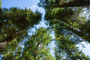 仰望茂密森林树冠