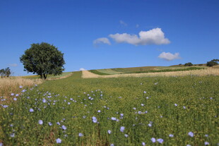 田园花海中的孤独树木