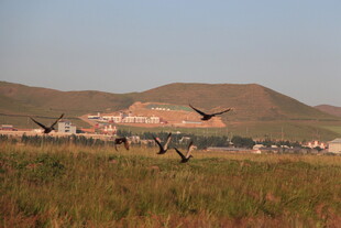 草原上飞鸟与远处建筑
