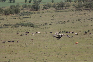 草原上的牲畜群