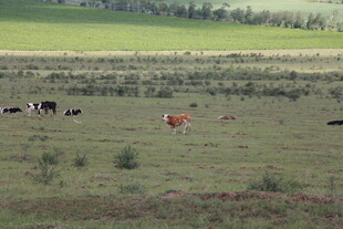 草原上悠闲的牛群