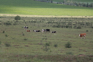草原上悠闲的牛群