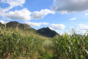 山间玉米地的自然景致