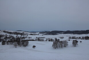 冬日雪景中的稀疏树木