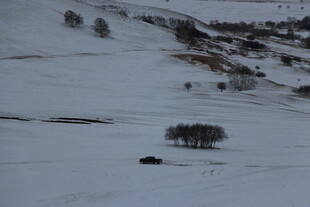 雪覆山坡 孤树静立
