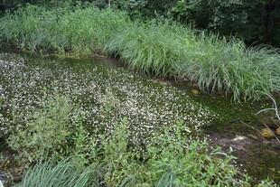 溪边葱郁绿植与碎石景观