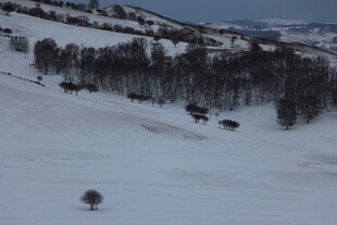 冬日雪覆山林美景