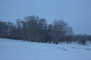 冬日雪景中的树林