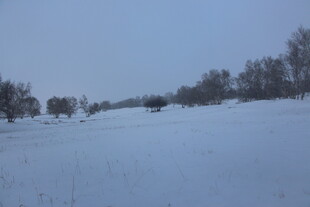 冬日雪景中的稀疏树木