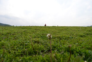 广袤绿野中的绽放花朵