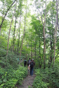 森林中徒步的人群